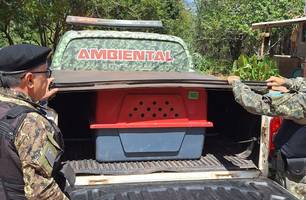 Macaco-prego debilitado é resgatado por policiais ambientais em Luís Correia (Foto: Reprodução)