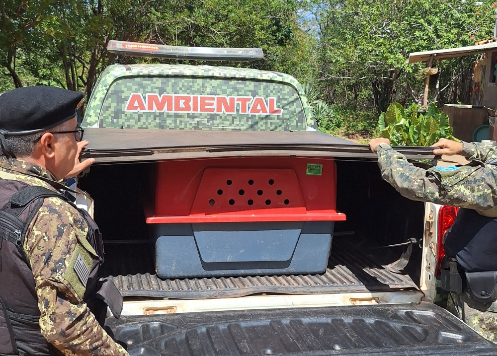 Macaco-prego debilitado é resgatado por policiais ambientais em Luís Correia