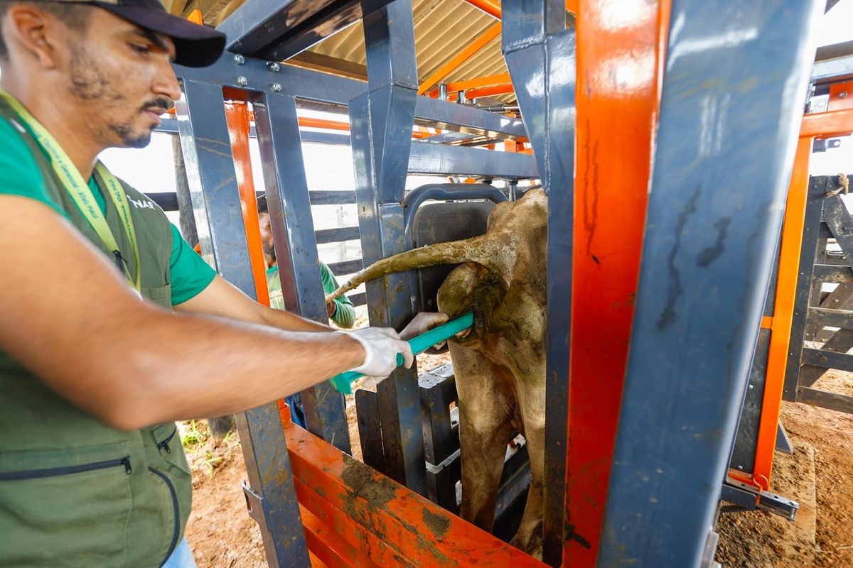 Piauí Mais Genética
