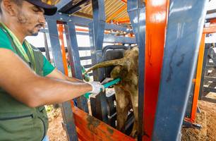 Piauí Mais Genética (Foto: Tavynho Neto)