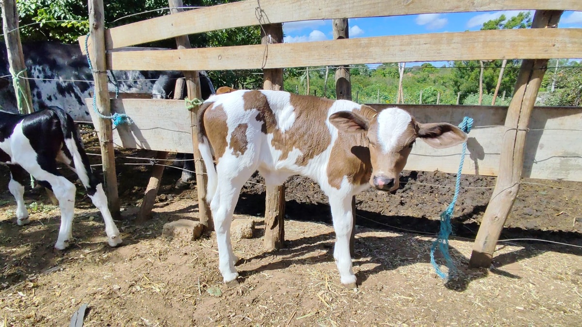 Piauí registra nascimento dos primeiros bezerros do programa ‘Piauí Mais Genética’