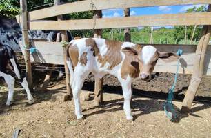 Piauí registra nascimento dos primeiros bezerros do programa ‘Piauí Mais Genética’ (Foto: Conecta Piauí)