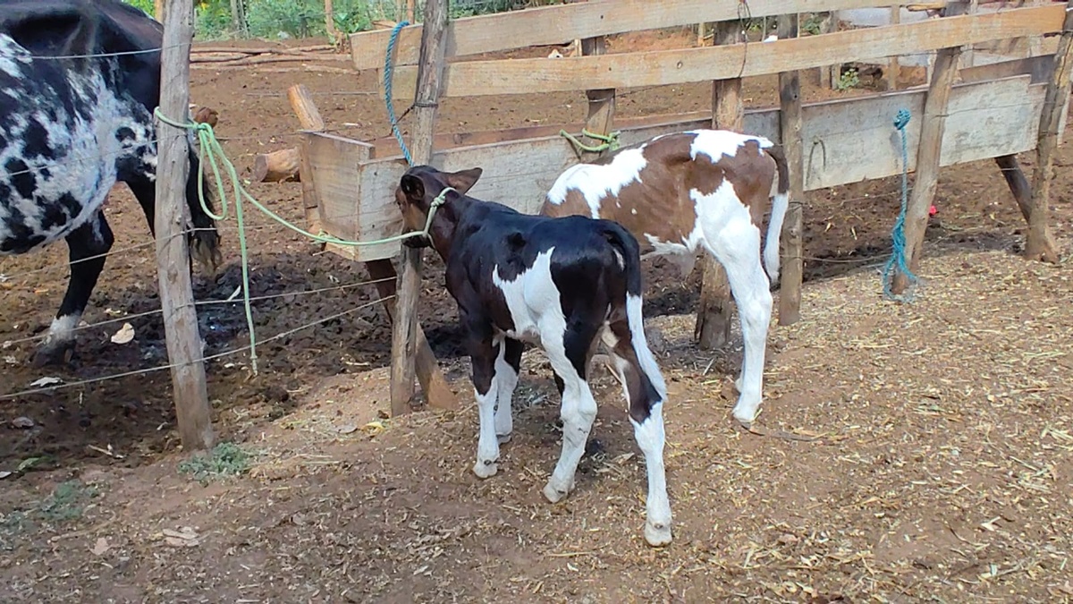 Piauí registra nascimento dos primeiros bezerros do programa ‘Piauí Mais Genética’