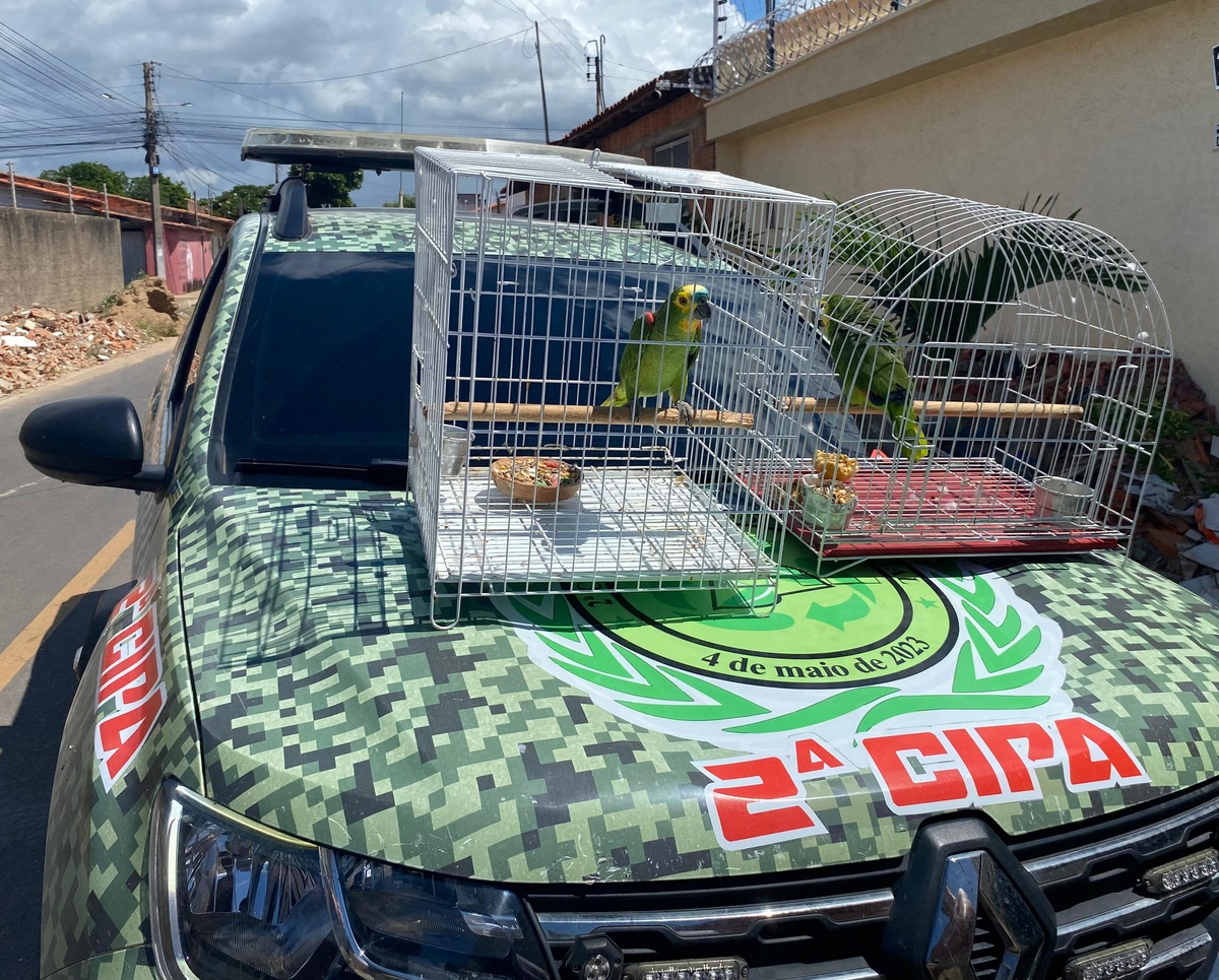 PM apreende dois papagaios mantidos ilegalmente em residência em Parnaíba