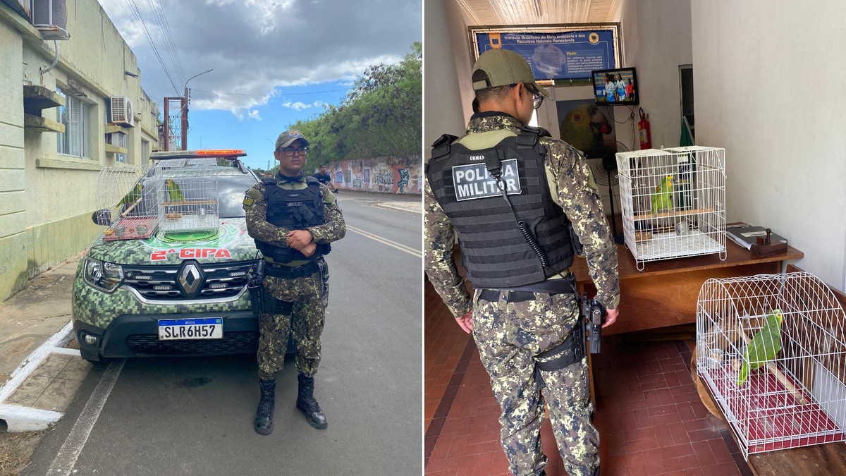 PM apreende dois papagaios mantidos ilegalmente em residência em Parnaíba