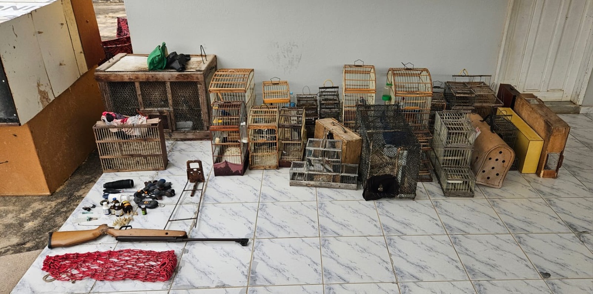Polícia desarticula rinha de galos e tráfico de aves silvestres em Pio IX