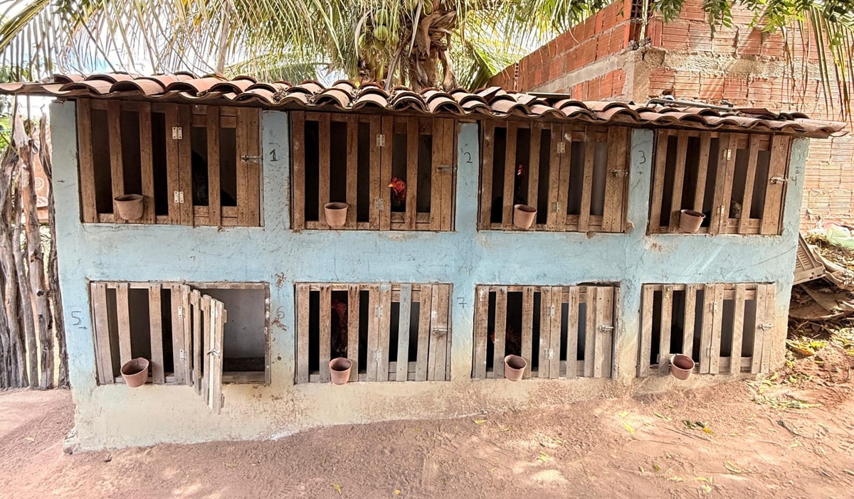 Polícia desarticula rinha de galos e tráfico de aves silvestres em Pio IX