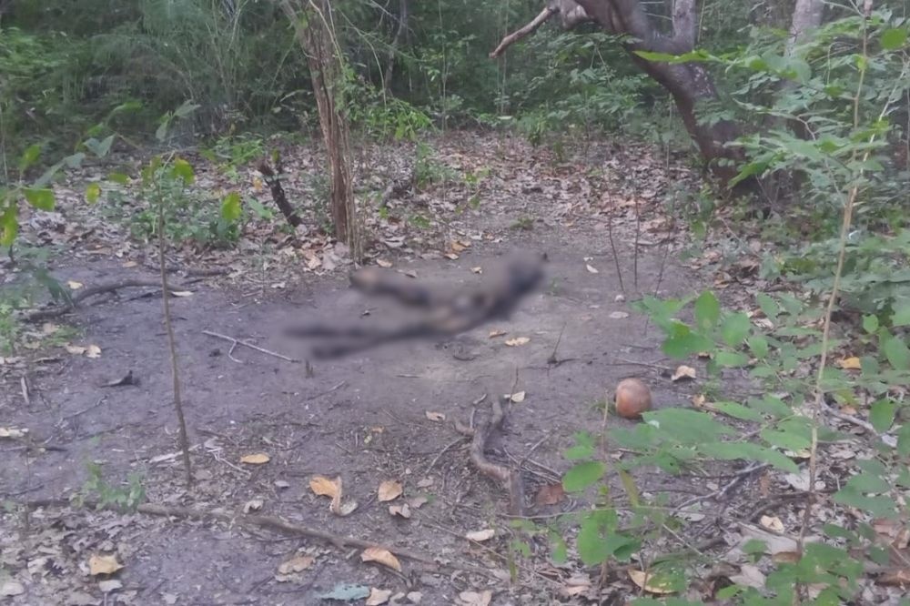 Restos mortais são encontrados em estado de decomposição na zona Sul de Teresina