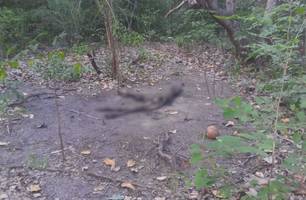 Restos mortais são encontrados em estado de decomposição na zona Sul de Teresina (Foto: Reprodução)