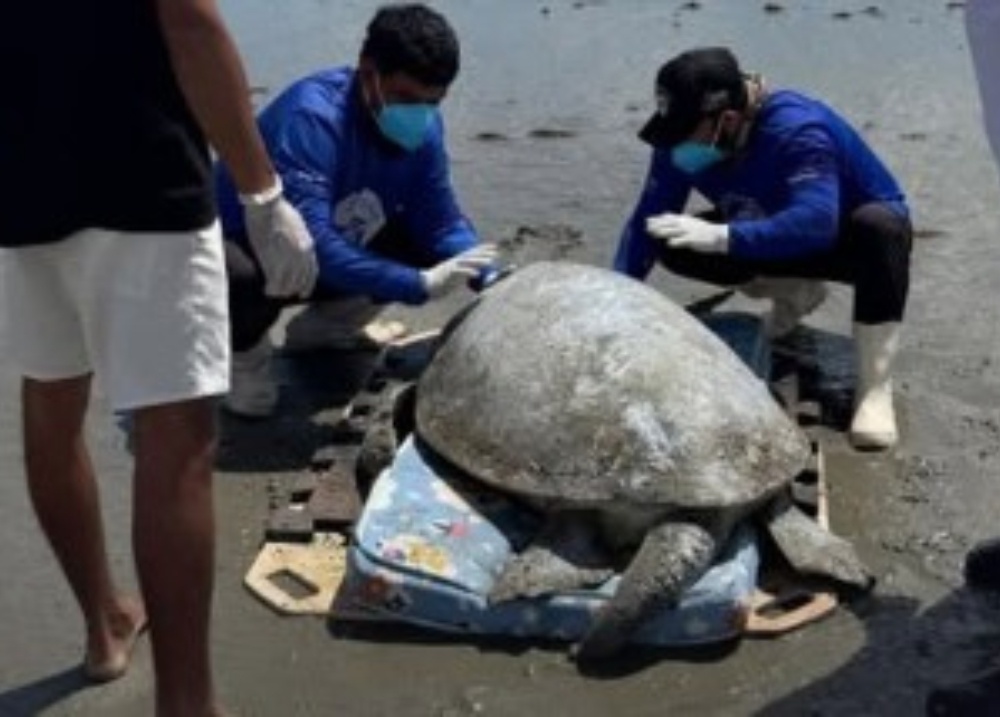 Tartaruga-verde de mais de 100 kg é resgatada em praia do litoral do Piauí