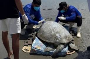 Tartaruga-verde de mais de 100 kg é resgatada em praia do litoral do Piauí (Foto: Reprodução) Tartaruga-verde de mais de 100 kg é resgatada em praia do litoral do Piauí (Foto: Reprodução)