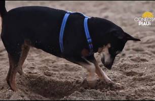 Brincar na areia com pets é saudável, mas requer cuidados para evitar doenças (Foto: Conecta Piauí) Brincar na areia com pets é saudável, mas requer cuidados para evitar doenças (Foto: Conecta Piauí)