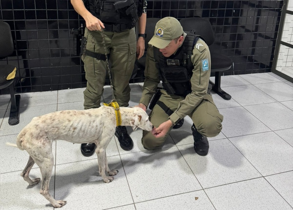 Cadela vítima de maus-tratos é resgatada dentro de residência em Parnaíba