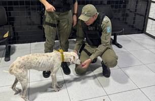 Cadela vítima de maus-tratos é resgatada dentro de residência em Parnaíba (Foto: Divulgação/PMPI)