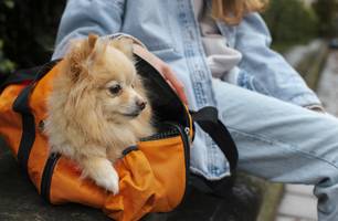 Férias com pets (Foto: Freepik) Férias com pets (Foto: Freepik)