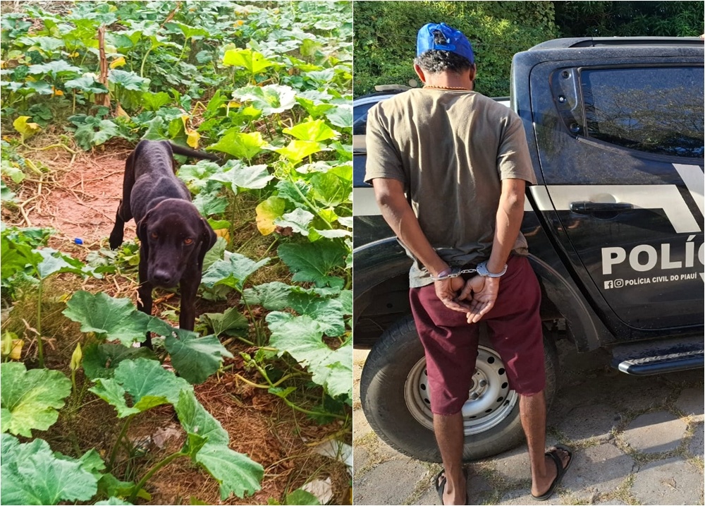 Homem é preso em Teresina por manter cadela desnutrida e infestada de carrapatos