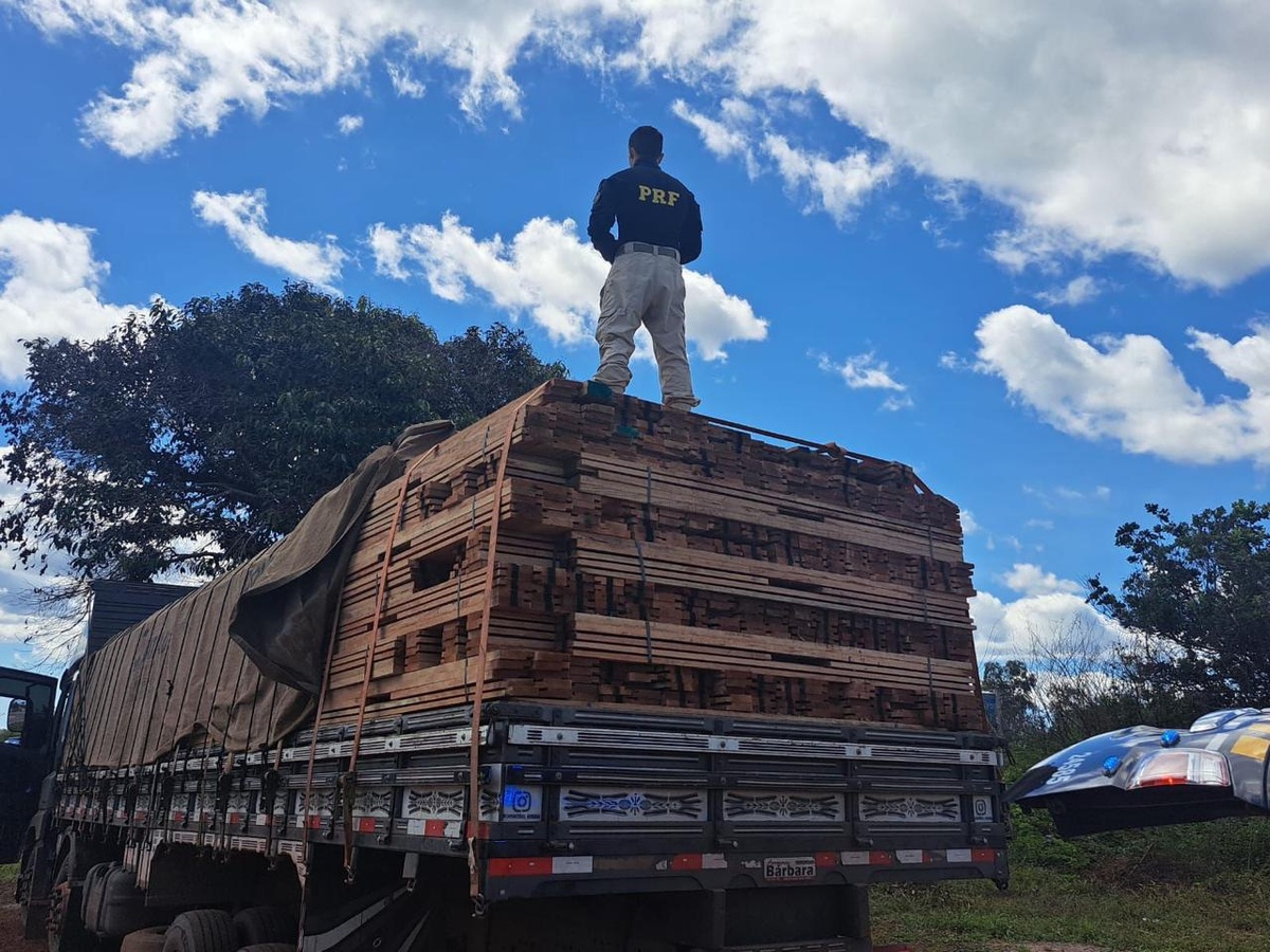 Madeira ilegal e aves em cativeiro: PRF reforça combate a crimes ambientais