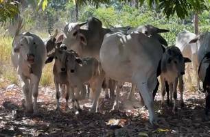 Mais Genética oferece inseminação artificial gratuita em Ribeiro Gonçalves (Foto: Conecta Piauí) Mais Genética oferece inseminação artificial gratuita em Ribeiro Gonçalves (Foto: Conecta Piauí)