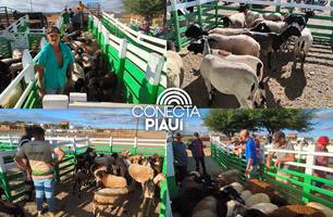 Município de Paulistana recebe a 5ª edição do projeto Diálogos pelo Piauí (Foto: Conecta Piauí) Município de Paulistana recebe a 5ª edição do projeto Diálogos pelo Piauí (Foto: Conecta Piauí)