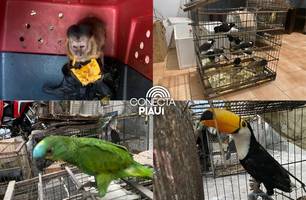 Operação resgata 70 animais silvestres em cativeiro ilegal no Norte do Piauí (Foto: Reprodução)