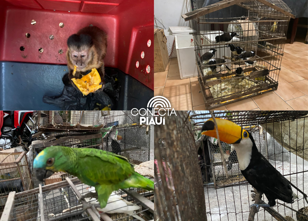 Operação resgata 70 animais silvestres em cativeiro ilegal no Norte do Piauí