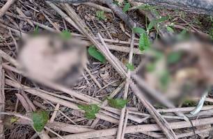 Ossada humana é encontrada em área de mata no Povoado Cerâmica Cil, em Teresina (Foto: Reprodução) Ossada humana é encontrada em área de mata no Povoado Cerâmica Cil, em Teresina (Foto: Reprodução)