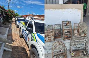 PM apreende nove aves silvestres encontradas dentro de cativeiro em Parnaíba (Foto: Divulgação/PMPI)