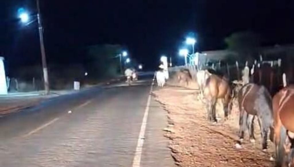 PM recolhe animais soltos na PI-378 em Pio IX e proprietário é autuado