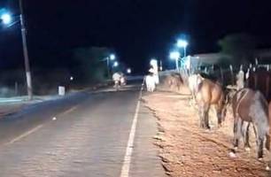 PM recolhe animais soltos na PI-378 em Pio IX e proprietário é autuado (Foto: Reprodução)