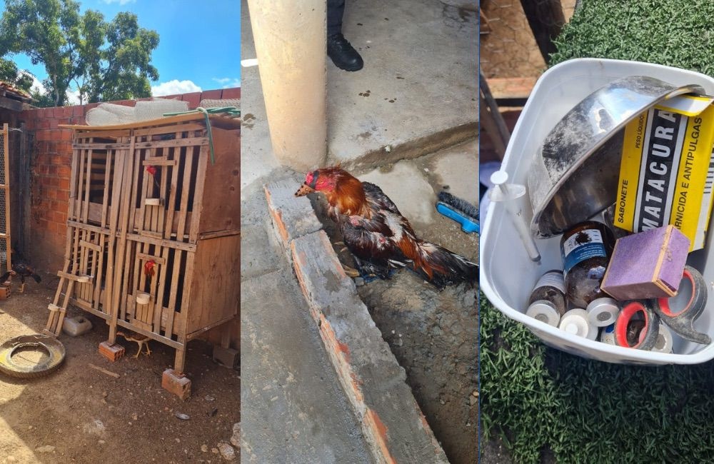 Polícia Civil e Polícia Militar desarticulam rinha de galos em teresina