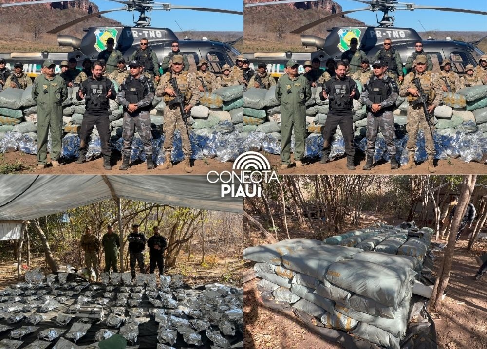 Polícia desmonta plantação com mais de 130 mil pés de maconha no sul do Piauí