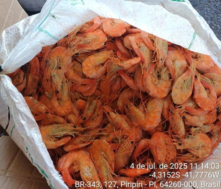 PRF apreende 1,3 tonelada de pescado irregular em ônibus na BR-343, em Piripiri