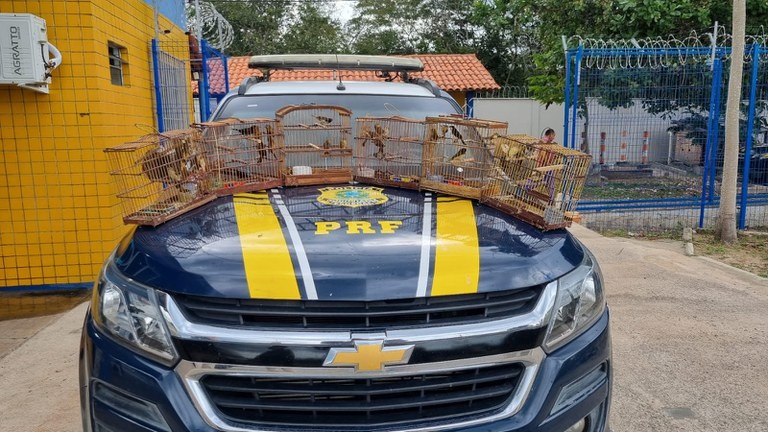 PRF resgata 35 aves silvestres transportadas ilegalmente na BR 343, em Parnaíba