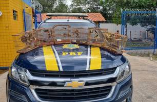 PRF resgata 35 aves silvestres transportadas ilegalmente na BR 343, em Parnaíba (Foto: Divulgação/PRF)