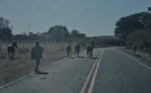 Proprietários de animais soltos em rodovia são autuados em flagrante após acidente em Pio IX (Foto: Reprodução)