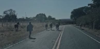 Proprietários de animais soltos em rodovia são autuados em flagrante após acidente em Pio IX