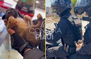 Resgate: filhote de cachorro baleado é salvo por policiais da ROCAM em Picos (Foto: Reprodução/Redes Sociais) Resgate: filhote de cachorro baleado é salvo por policiais da ROCAM em Picos (Foto: Reprodução/Redes Sociais)