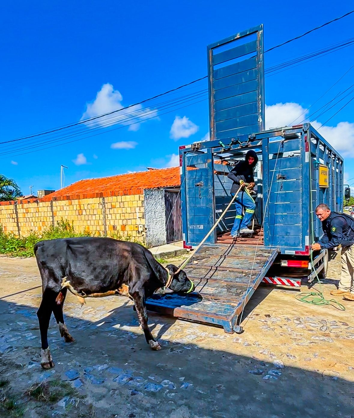 SSP-PI realiza Operação Porteira Fechada e apreende 60 animais no Piauí