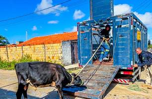SSP-PI realiza Operação Porteira Fechada e apreende 60 animais no Piauí (Foto: Reprodução)