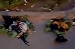 Trabalhos de macumba com galinhas são encontrados em frente a bancos em Barras (Foto: Reprodução) Trabalhos de macumba com galinhas são encontrados em frente a bancos em Barras (Foto: Reprodução)