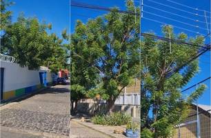 Árvores encostam em fios de alta tensão na frente de creche em Teresina (Foto: Reprodução) Árvores encostam em fios de alta tensão na frente de creche em Teresina (Foto: Reprodução)