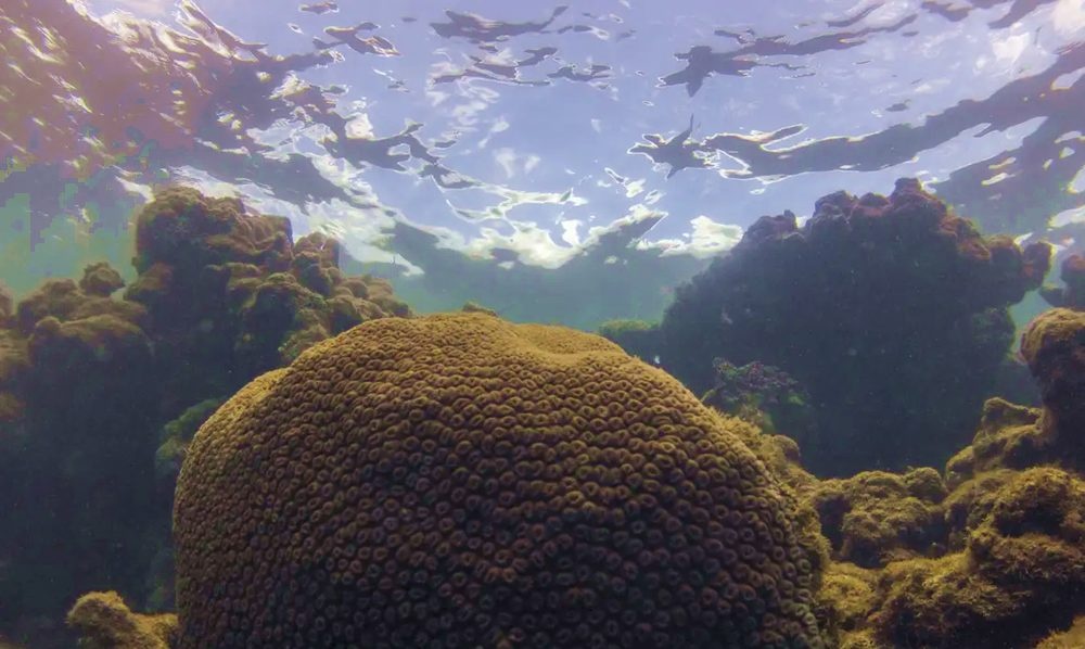 Calor, acidez das águas e pouco alimento ameaçam ecossistemas marinhos