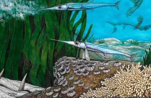 Cientistas brasileiros descobrem nova espécie de peixe pré-histórico na Antártica (Foto: Revista Nature/divulgação) Cientistas brasileiros descobrem nova espécie de peixe pré-histórico na Antártica (Foto: Revista Nature/divulgação)