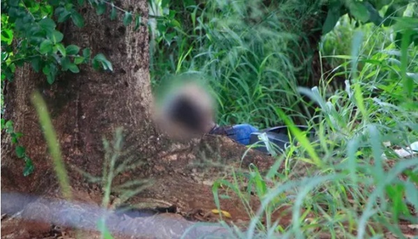 Corpo encontrado atrás do supermercado Mateus em Timon era de entregador