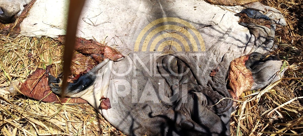 Criminosos invadem fazenda, matam gado e roubam a carne em cidade do Piauí