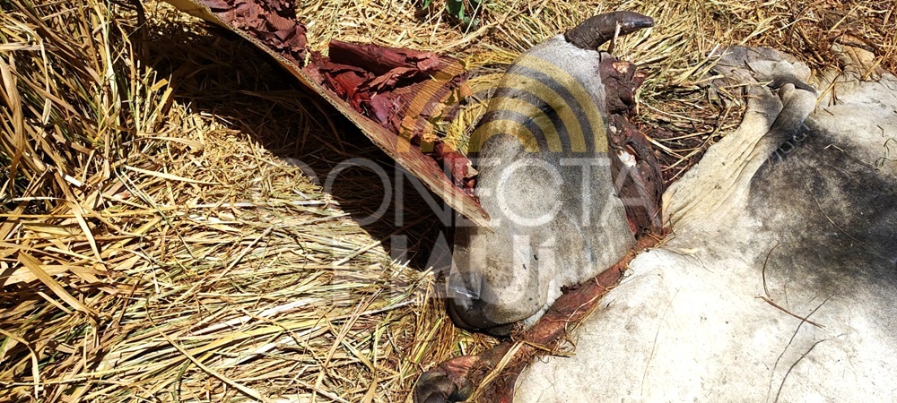 Criminosos invadem fazenda, matam gado e roubam a carne em cidade do Piauí