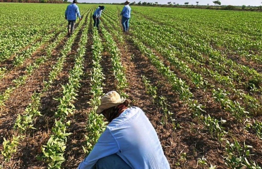 Estiagem afeta produção de arroz no Piauí