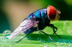 EUA confirmam primeiro caso humano de mosca-da-bicheira; entenda riscos e prevenção (Foto: Imagem: Rmd_17/Shuttestock) EUA confirmam primeiro caso humano de mosca-da-bicheira; entenda riscos e prevenção (Foto: Imagem: Rmd_17/Shuttestock)