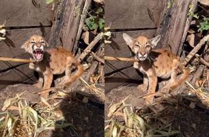 Filhote de onça-parda desnutrida é resgatado na zona rural de Nazaré do Piauí (Foto: Instagram/Dávylla Kayllanne) Filhote de onça-parda desnutrida é resgatado na zona rural de Nazaré do Piauí (Foto: Instagram/Dávylla Kayllanne)