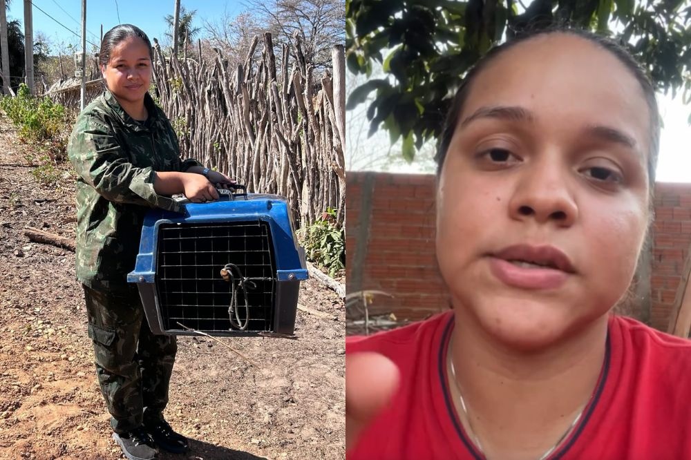 Filhote de onça-parda desnutrida é resgatado na zona rural de Nazaré do Piauí